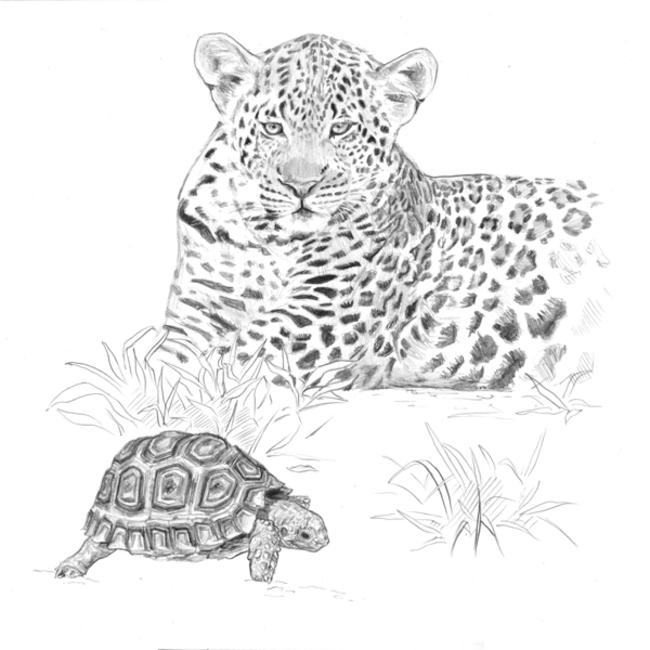 Big Five, Little Five: Leopard