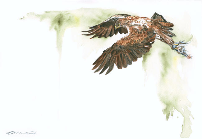 Bonellis Eagle