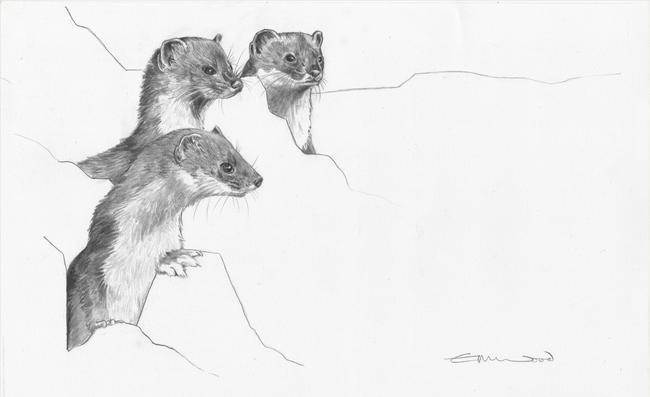 Stoats