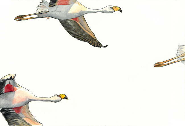 James's flypast