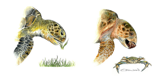 Diet of Mediterranean turtles