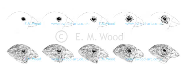 Stages of conjunctivitis in house finches