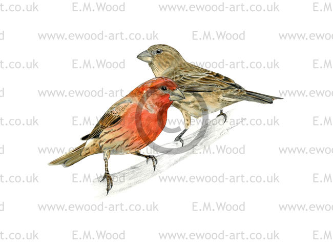 Male and female house finches