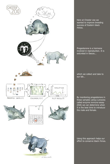 How to make a baby rhino