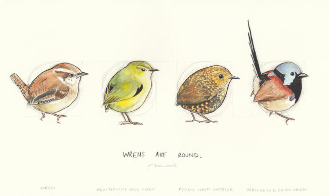 Wrens are Round