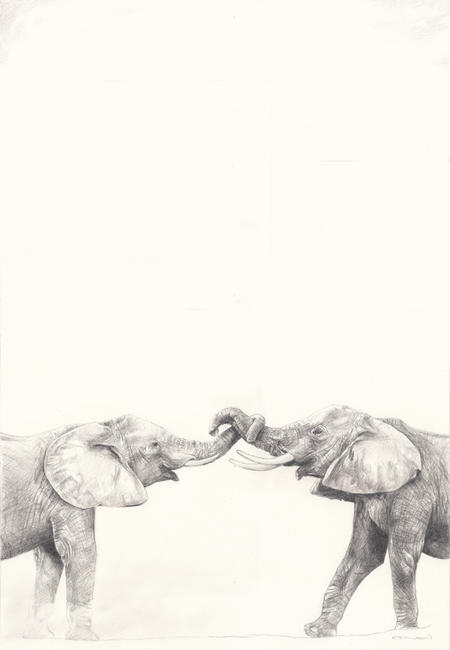 riverside elephants