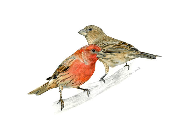 house finch pair