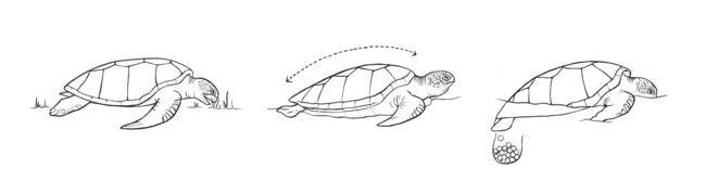 Green turtle line drawings for plots