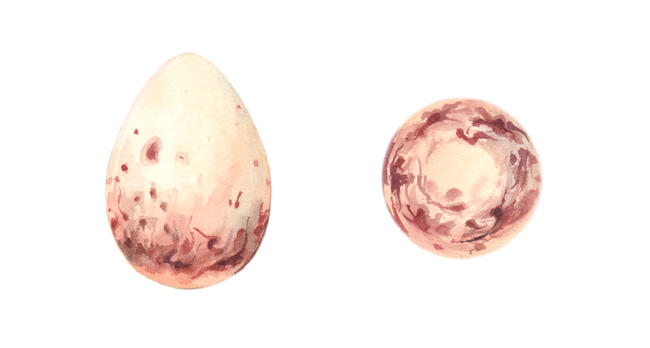 sparrow weaver egg