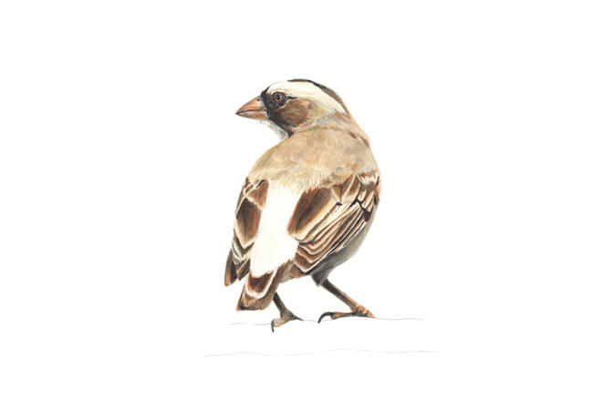 white browed sparrow weaver, female