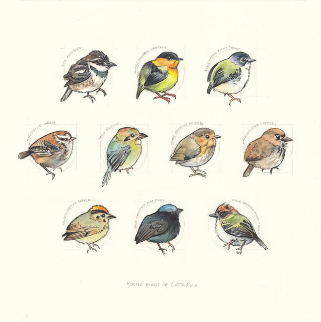 Round birds of Costa Rica
