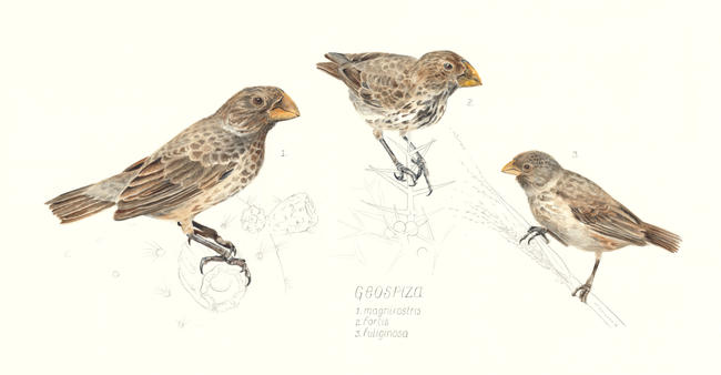 Darwin's ground finches