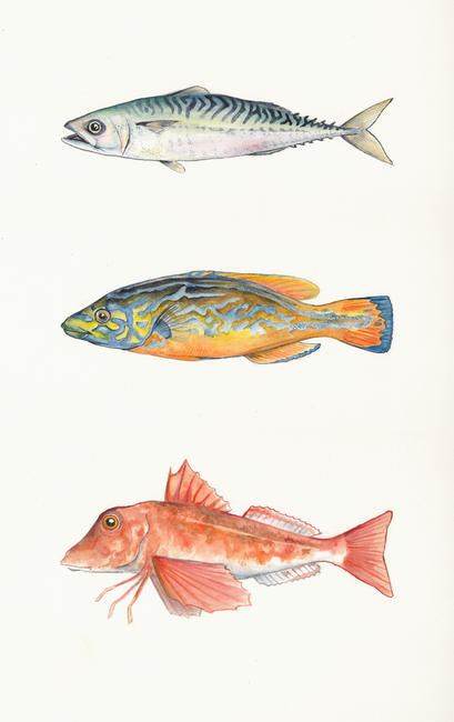 Three fish: mackerel, cuckoo wrasse, red gurnard