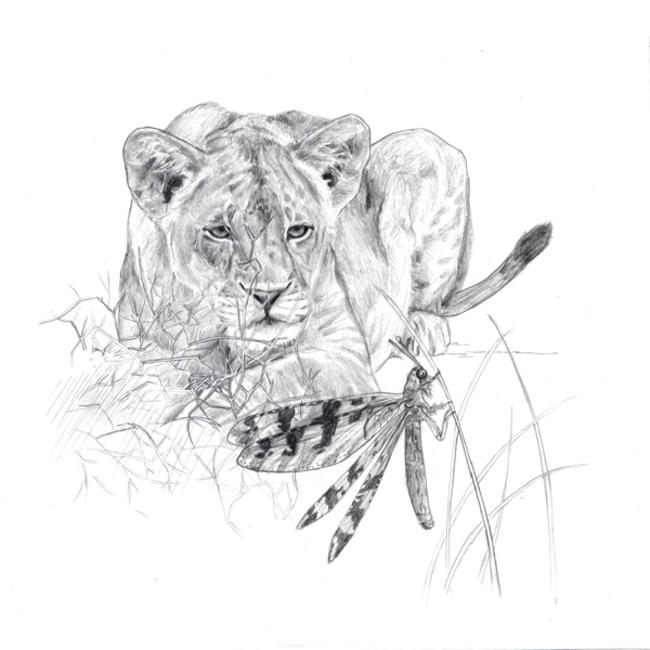 Big 5 Little 5: Lion