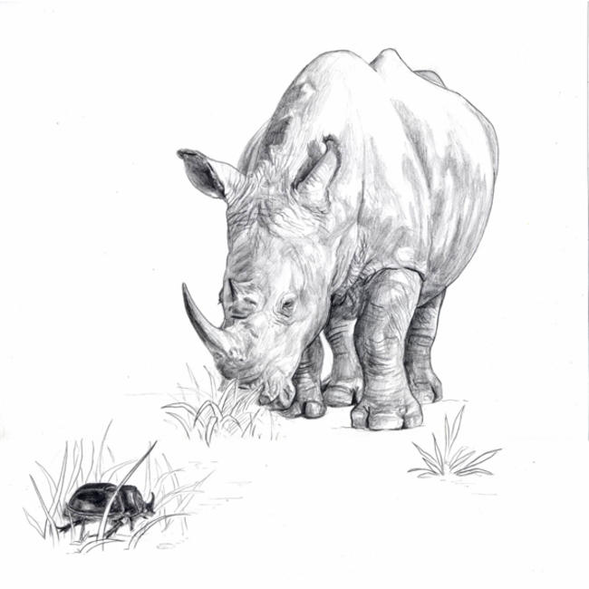 Big 5 Little 5: Rhino