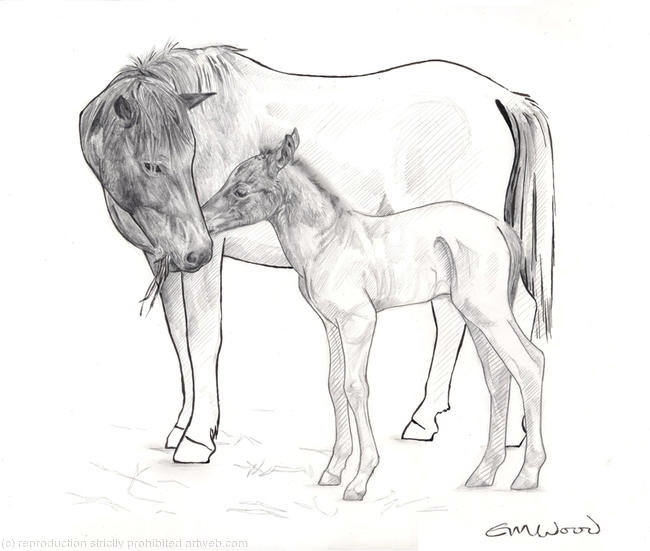 newborn foal