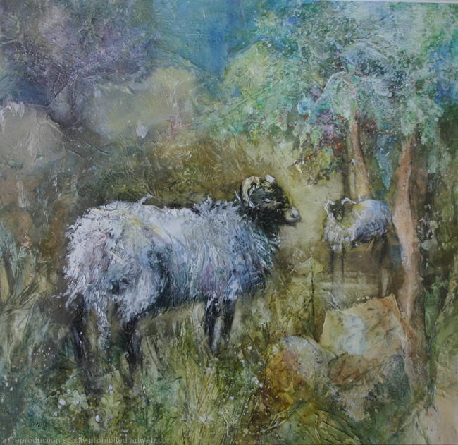 Sheep