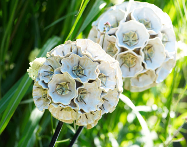 Pincushion Flower