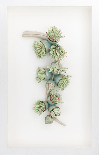 Flowering Eucalyptus Branch