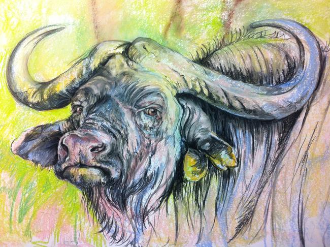 Buffalo