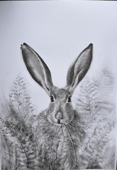 Hare hiding in the foliage.