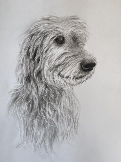 German Wolfhound portrait