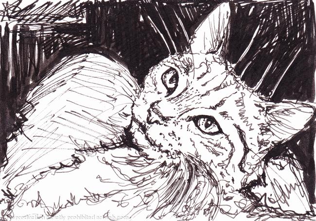 'The Lap Cat'