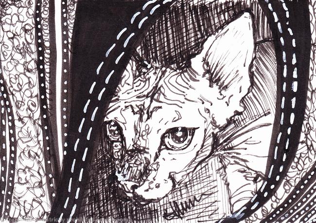 'Cautious Kitty'