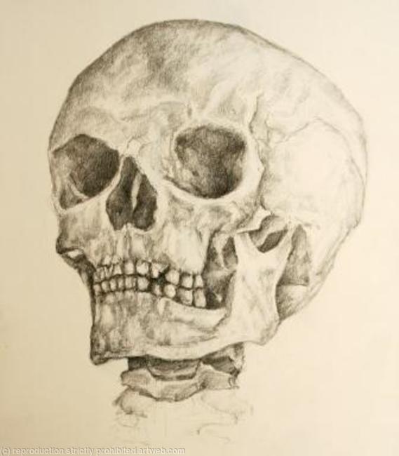 Skull Study