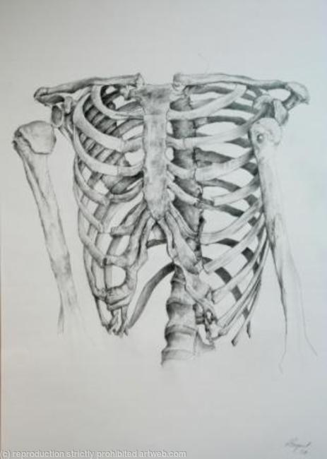 Skeleton Study 4