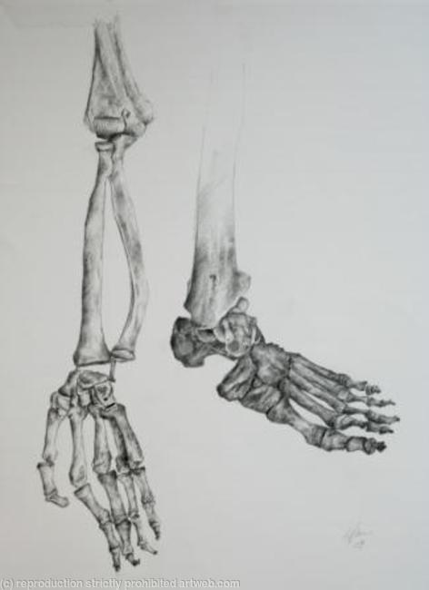 Skeleton Study 3