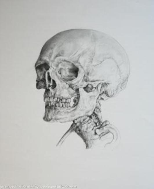 Skeleton Study 6