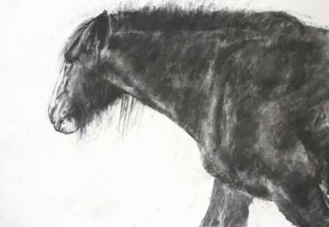 Horse Drawing 2