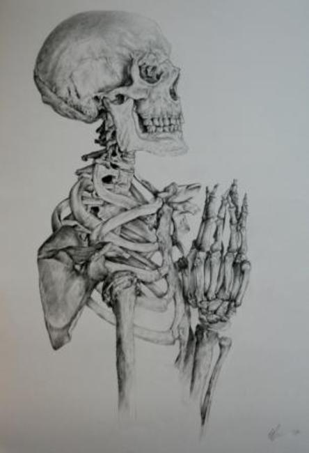 Skeleton Studies