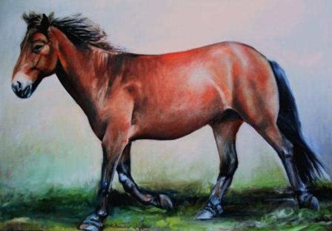 Wild Exmoor Pony 2