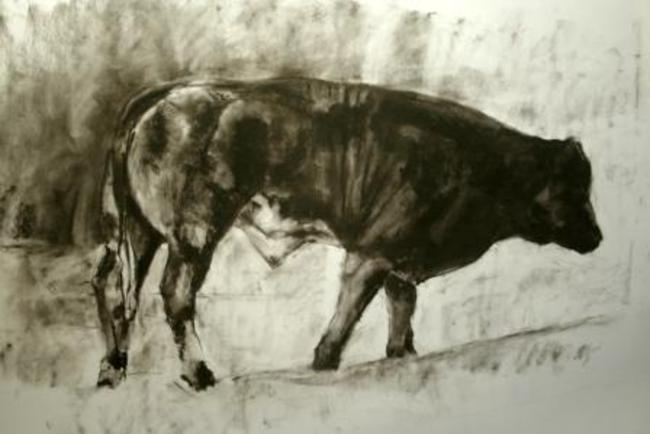 Bull Drawing 1