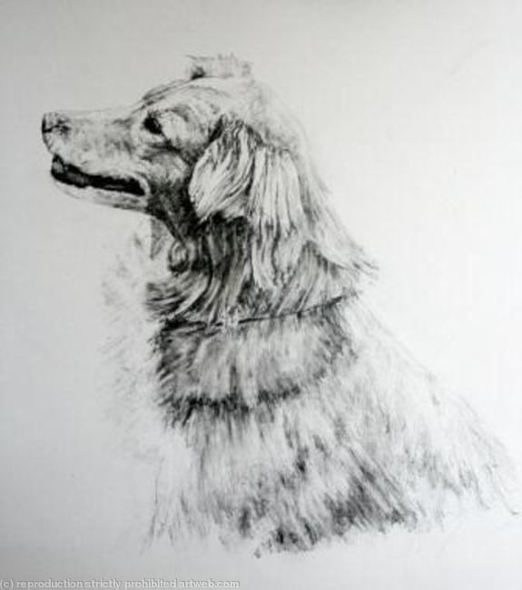 Animal Drawings