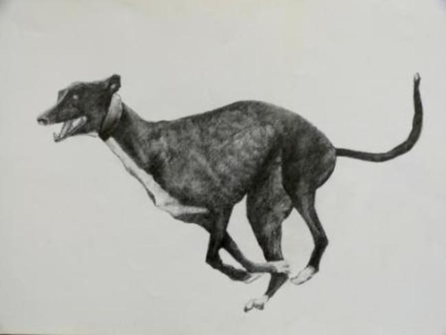 Greyhound 1