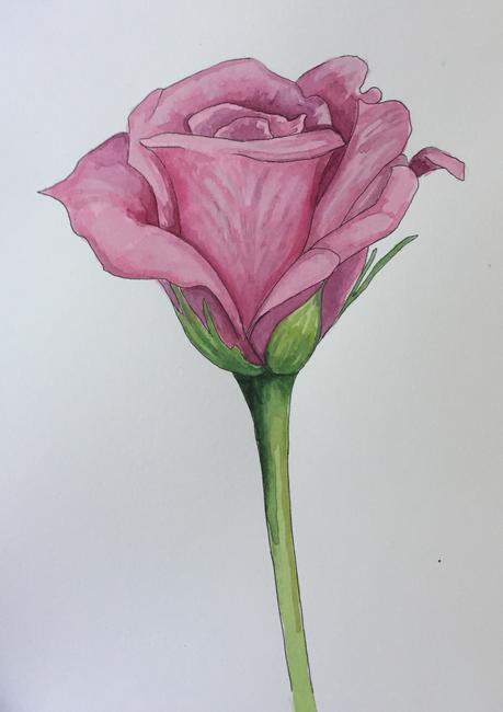 Pink rose