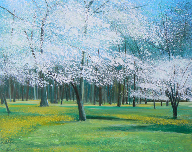 Cherry Blossom