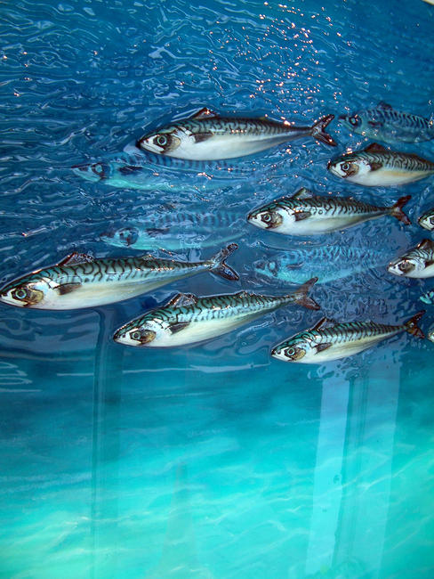 Simon Royer, Shoal
