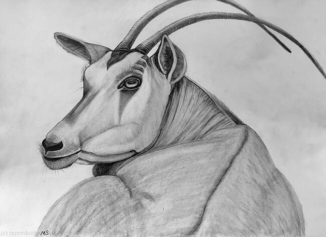 “Oryx - Watching You“ Drawing by Margot Stinton