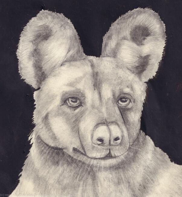 “African Wild Painted Dog - Are You Curious” by Margot Stinton