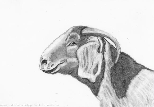 “Alpine Goat