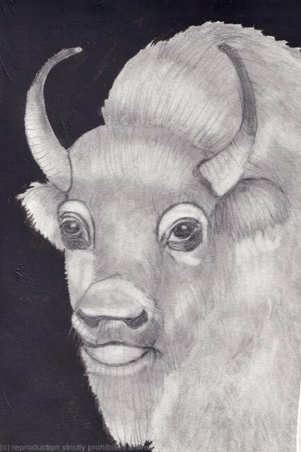 Pencil Drawing