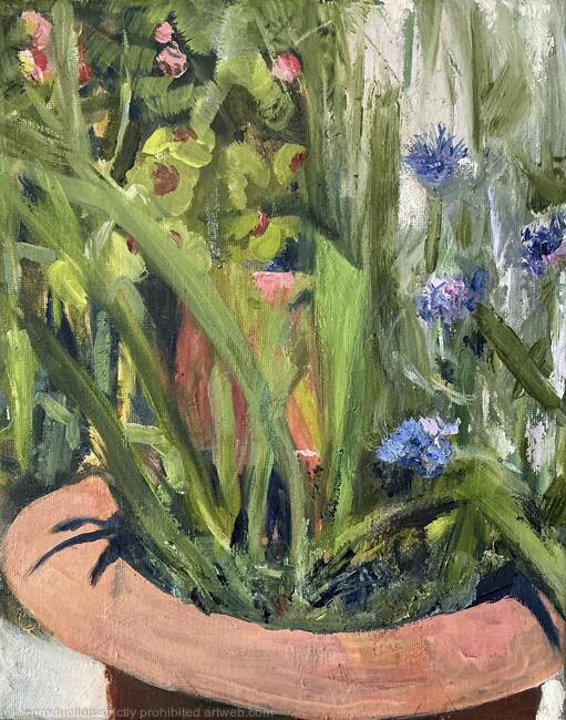 Cornflowers and Oxalis Study