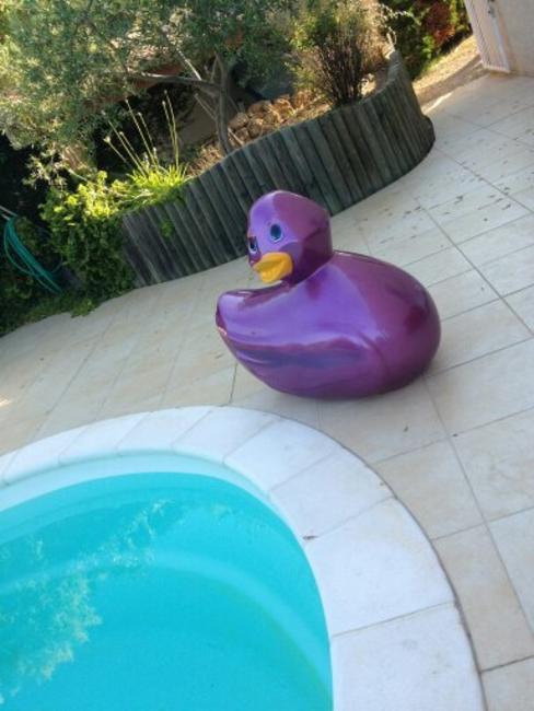 Canard fauteuil n°1/2