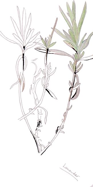 Lavender
