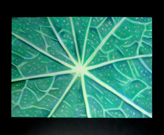 Nasturtium Leaf No. 3