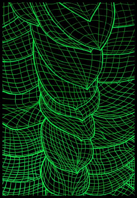 Xylem